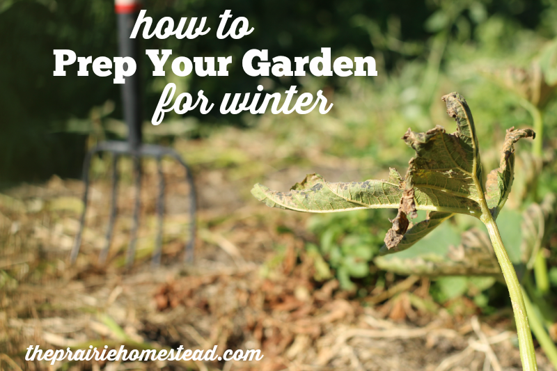 CLEAN UP YOUR FALL GARDEN