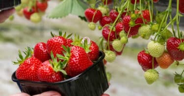 How to Grow Strawberries in Rain Gutters