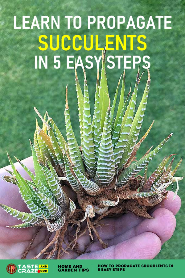 Are you looking for an affordable way to xeriscape with succulent plants? Create an enchanting low-maintenance array of colors, shapes, and textures by purchasing one of each of your favorites, and propagating the rest yourself. Learn with easy instructions.