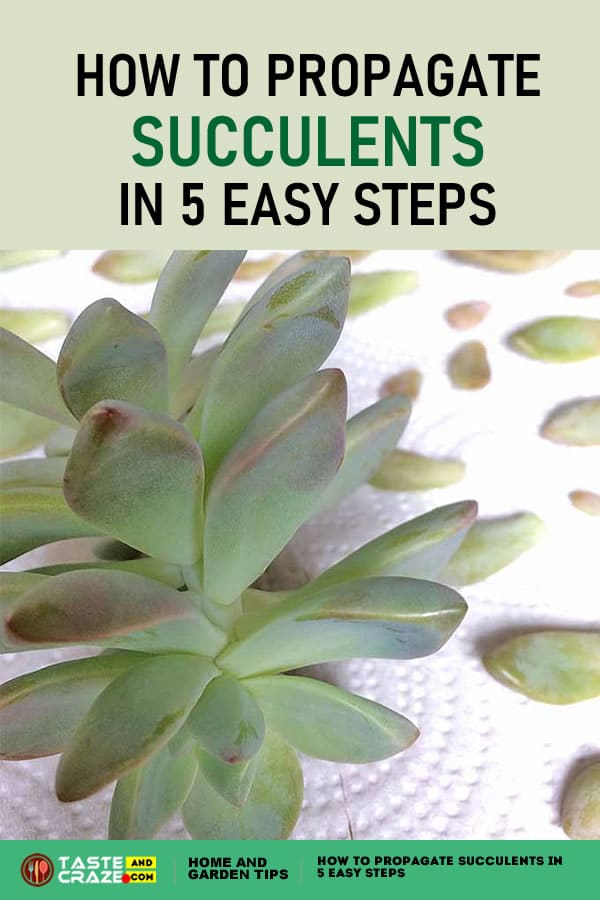 How to propagate succulents in 5 easy steps • TasteAndCraze