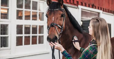 Why a Horse can be the Ideal Pet for Your Family?