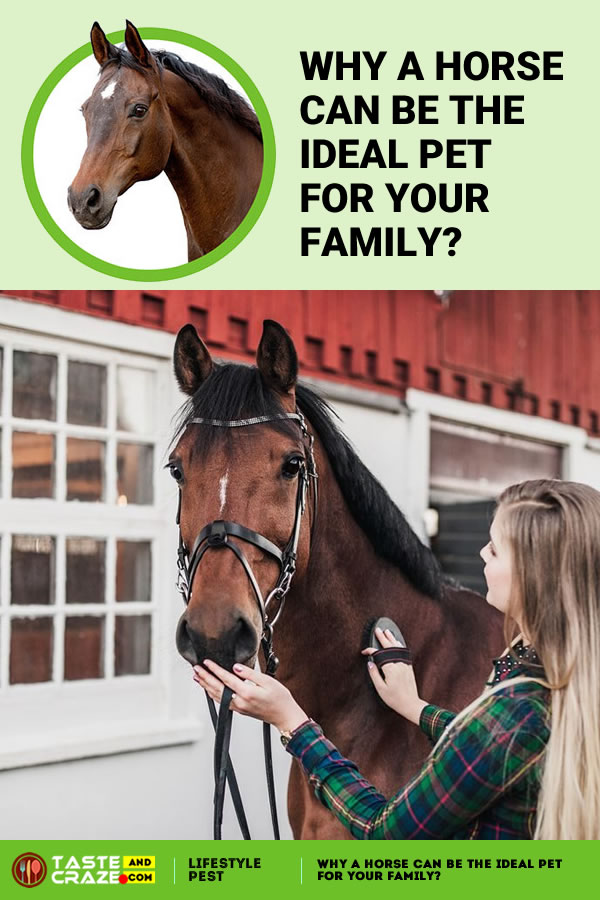 Why a Horse can be the Ideal Pet for Your Family. #Horse #IdealPet #PetforFamily #PetForYou #Owningahorse #horsestyle #horseaddict #horselifestyle #horsefacts #horsefactsinteresting #horseriding #beautifulhorse #horsepolo #beautifulhorse #horselove