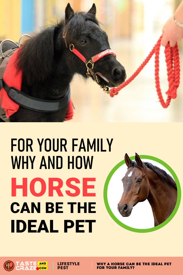 Why a Horse can be the Ideal Pet for Your Family. #Horse #IdealPet #PetforFamily #PetForYou #Owningahorse #horsestyle #horseaddict #horselifestyle #horsefacts #horsefactsinteresting #horseriding #beautifulhorse #horsepolo #beautifulhorse #horselove