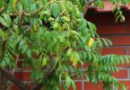 How to Grow June Plum from Seed: Growing Ambarella Fruit
