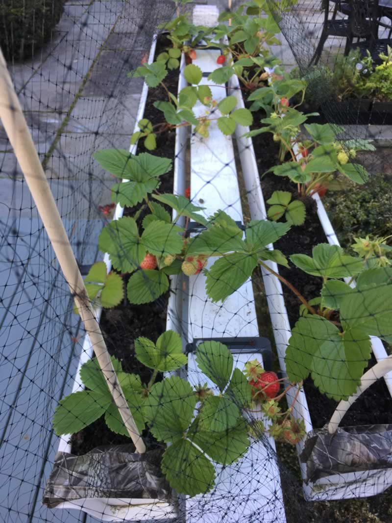Growing Strawberries in Rain Gutters.