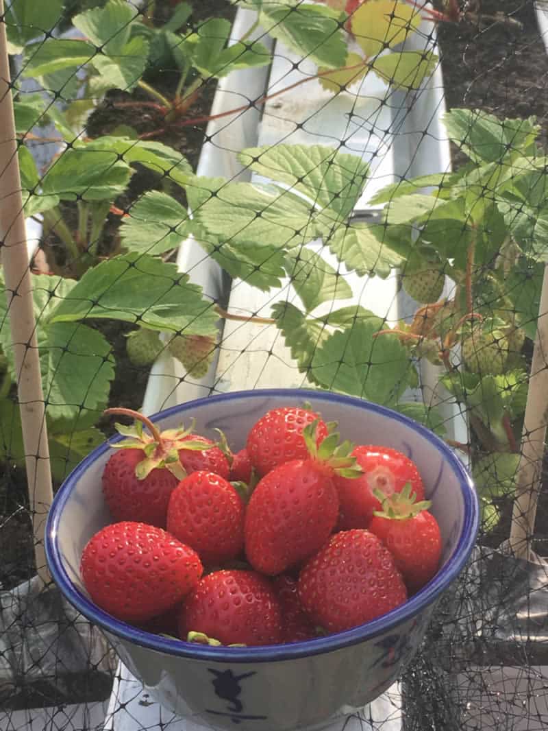 Additional tip on Growing Strawberries in Rain Gutters